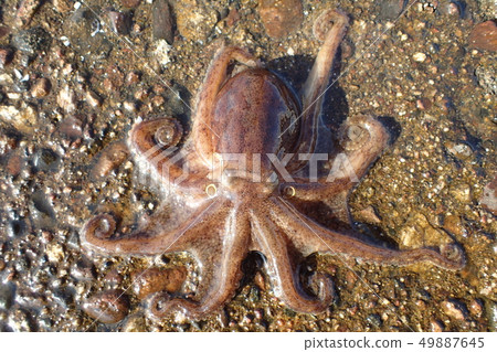 Idako Octopus fangsiao 49887645