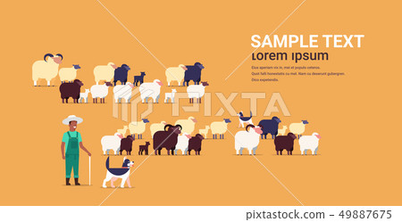 shepherd with stick and dogs herding flock of white black sheeps african american male farmer 49887675
