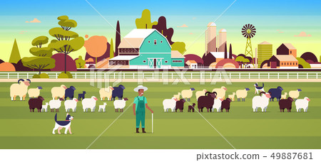 shepherd with stick and dogs herding flock of white black sheeps african american male farmer shepherd with stick and dogs herding flock of white black sheeps african american male farmer 49887681