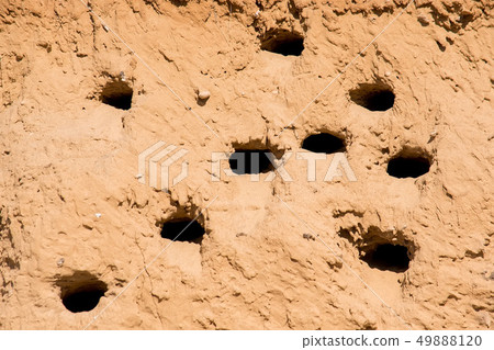 Sand Martins or Riparia riparia in nesting holes Sand Martins or Riparia riparia in nesting holes 49888120