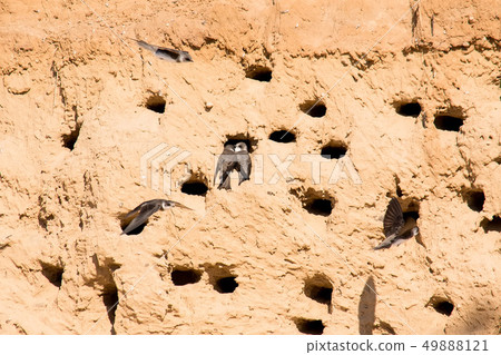 Sand Martins or Riparia riparia in nesting holes 49888121