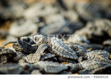 Baby sea turtles struggle for survival after hatching in Mexico Baby sea turtles struggle for survival after hatching in Mexico 49888426