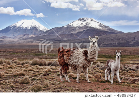 A bably llama and mother on the Bolivian Altiplano A bably llama and mother on the Bolivian Altiplano 49888427