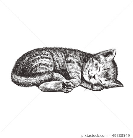 The kitten is sleeping. The kitten is sleeping. 49888549