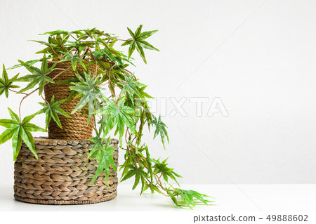 Artificial cannabis plant in diy pot on wicker box 49888602
