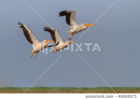 white pelicans (pelecanus onocrotalus) 49888873