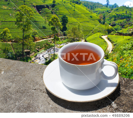 Sri Lanka tea hills. Tea cup and plantation. Sri Lanka tea hills. Tea cup and plantation. 49889206