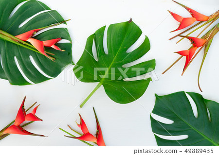 Tropical green leaves Tropical green leaves 49889435