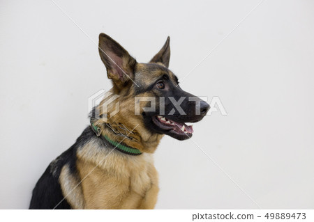 German shepherd puppy with black mask. German shepherd puppy with black mask. 49889473