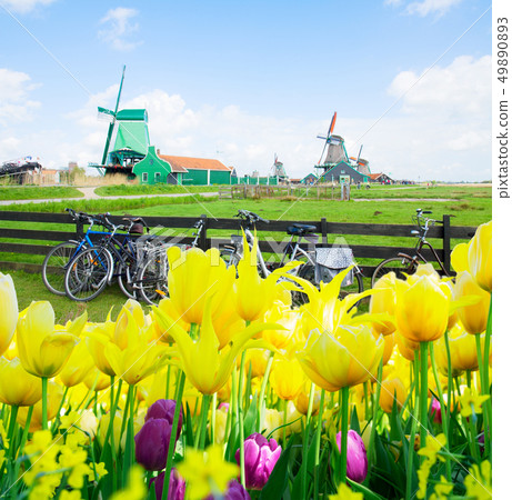 dutch windmills with bikes in Zaanse Schans dutch windmills with bikes in Zaanse Schans 49890893