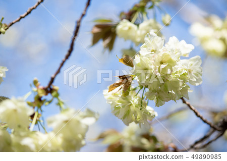 Depression golden cherry tree 49890985