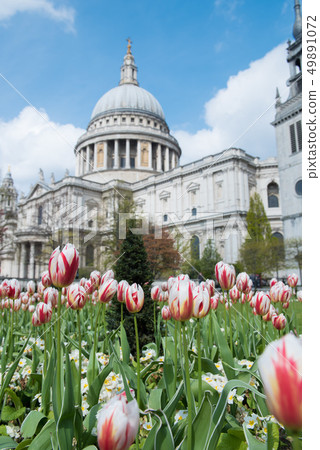 St paul's cathedral tulip 49891072