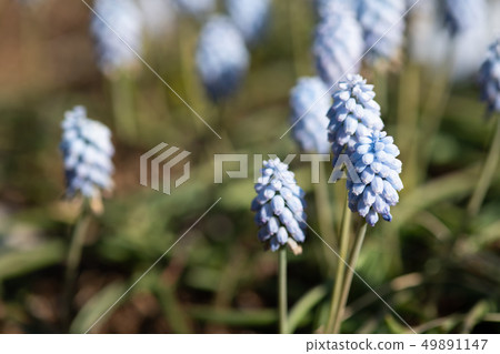 Muskari of light blue 49891147