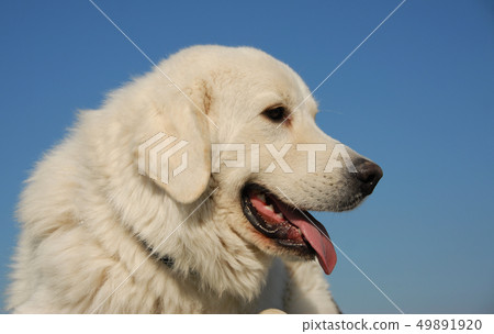 podhal shepherd podhal shepherd 49891920