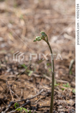 Bracken wild vegetables 49892394