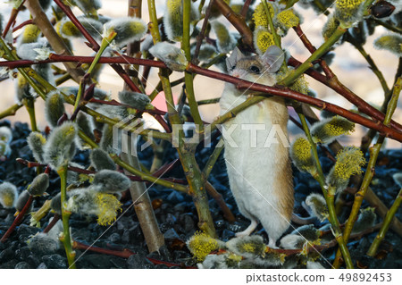 cute mouse among the branches of flowering willow cute mouse among the branches of flowering willow 49892453