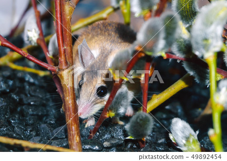 cute mouse among the branches of flowering willow cute mouse among the branches of flowering willow 49892454