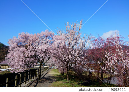 Kurashina Fureai Park:Chikuma City的春天Kuriku Kurashina Fureai Park:Chikuma City的春天Kuriku 49892631