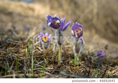 Spring purple flowers Pasqueflower in forest. The flower blossomed in the spring forest with a Spring purple flowers Pasqueflower in forest. The flower blossomed in the spring forest with a 49892645