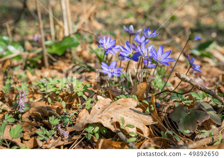 Spring purple flowers Hepatica nobilis in forest. The flower blossomed in the spring forest with a Spring purple flowers Hepatica nobilis in forest. The flower blossomed in the spring forest with a 49892650