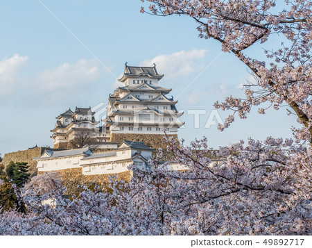 Himeji Castle in full bloom with cherry blossoms Himeji Castle in full bloom with cherry blossoms 49892717