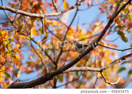 Kosamebitaki on the way 49893475