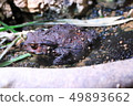 Azuma toad 49893662