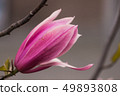 plant close-up botany plant stem flower nature 49893808