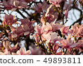 Rose tree flower blooming in the spring 49893811