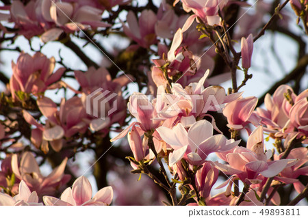 Rose tree flower blooming in the spring Rose tree flower blooming in the spring 49893811
