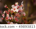 Rose tree flower blooming in the spring 49893813