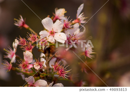 Rose tree flower blooming in the spring Rose tree flower blooming in the spring 49893813