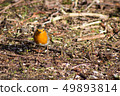 robin bird hidding in tree nature wallpaper background 49893814