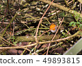 robin bird hidding in tree nature wallpaper background 49893815