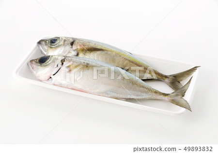 馬鯖魚，Toppak，Gachu 49893832