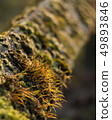 Moss coverd fence Nature Park Green Closs-Up 49893846