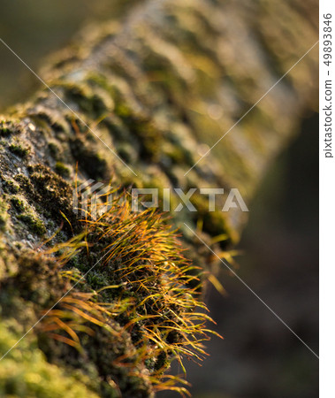 Moss coverd fence Nature Park Green Closs-Up 49893846