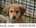 puppy 49893898