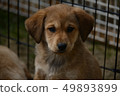 puppy 49893899