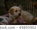 puppy 49893902