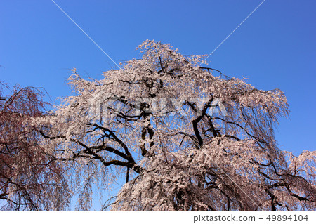 Spring blue sky and full bloom of Seiunji's sideless cherry blossoms (4) 49894104
