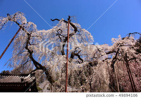 春天的藍天和Seiunji的無邊櫻花盛開（5） 49894106