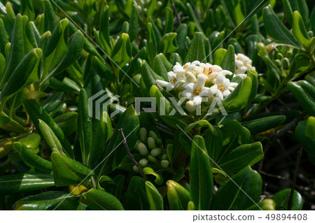 Tovela Tovela 49894408