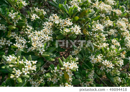 Tovela Tovela 49894418