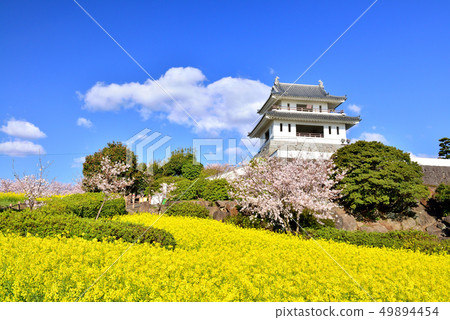 Cherry blossoms of Takezaki Castle 49894454