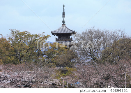 平成大修後的Honzanji五層寶塔 49894561