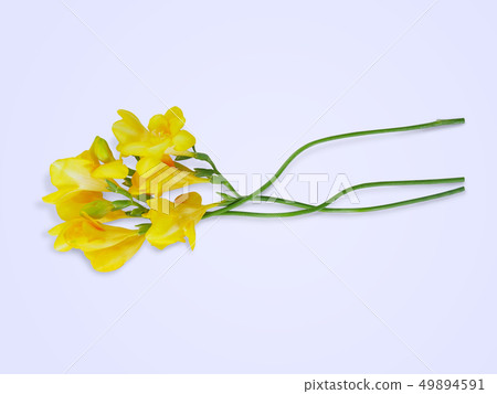 Freesia flower 49894591