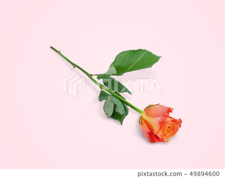 Orange rose flower 49894600