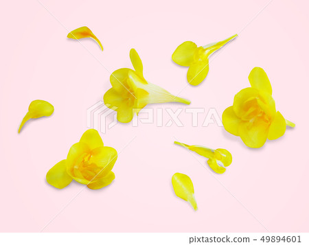 Freesia petal Freesia petal 49894601