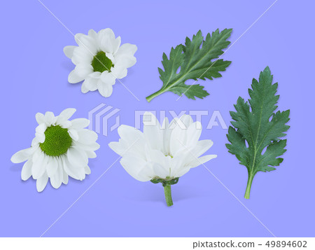 White chrysanthemums and leaves White chrysanthemums and leaves 49894602